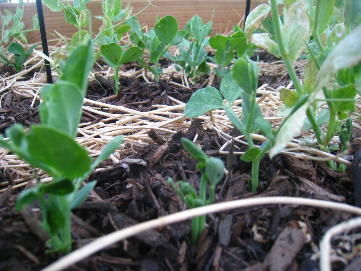 Frugally Sustainable's Garden Sugar Snap Peas