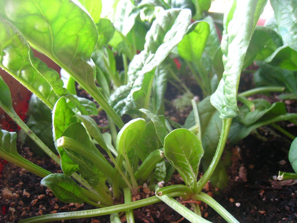 Frugally Sustainable's Spinach