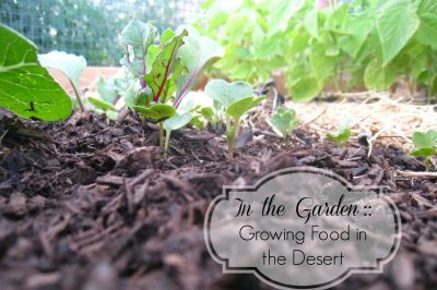 In the Garden :: Growing Food in the Desert