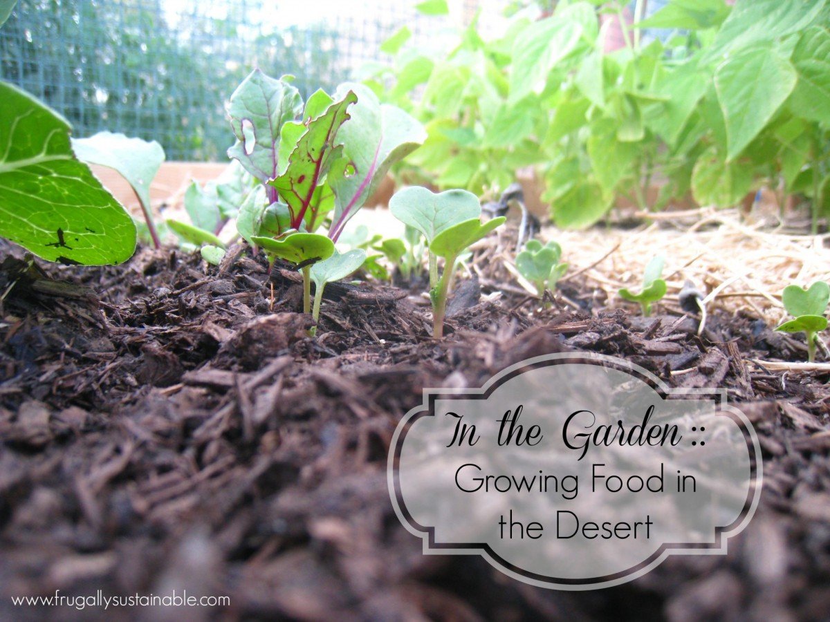 In the garden...growing food in the desert