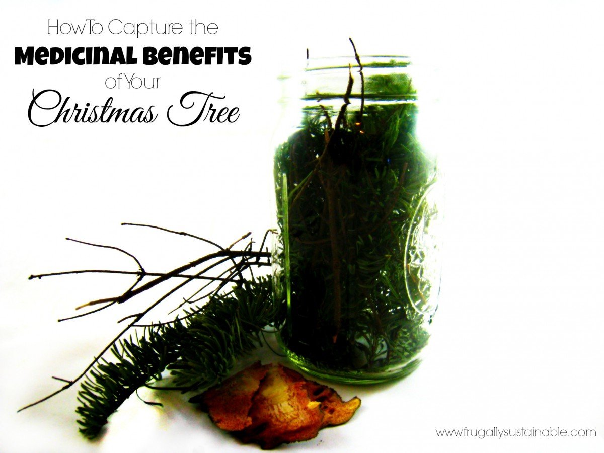 How To Capture the Medicinal Benefits of Your Christmas Tree Frugally