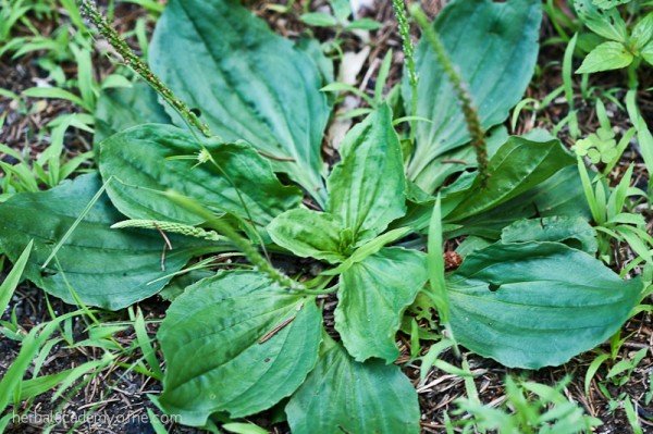 Get ready. You are about to become an herbalist...