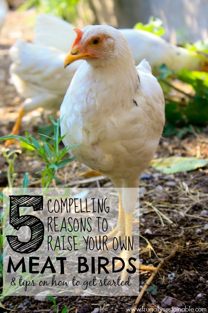 5 Compelling Reasons to Raise Your Own Meat Birds & Tips on How to Get Started