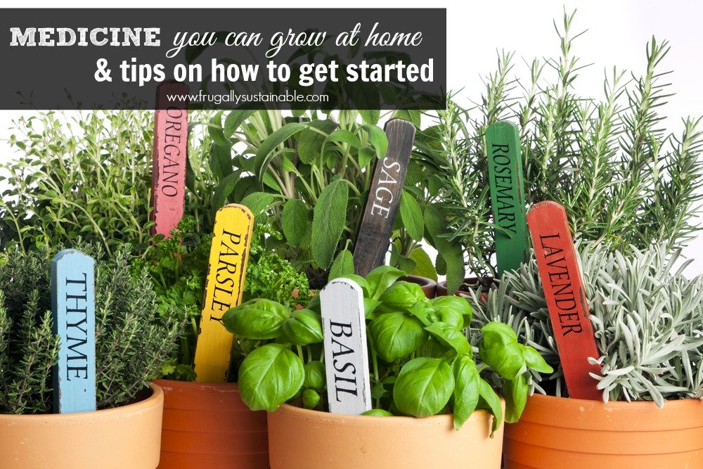 Medicine you can grow at home & tips on how to get started