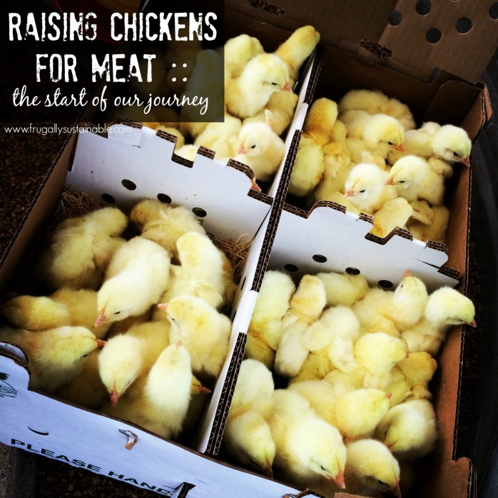 Raising Chickens for Meat :: Choosing a breed, Gathering Supplies, and Preparing for Health Maintenance