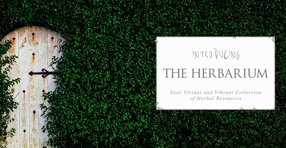 The Herbarium :: For a Deeper Connection to Plants + Like-Minded Others