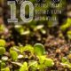 Container Gardening :: The 10 Best Frost-Tolerant Vegetables to Grow During Winter