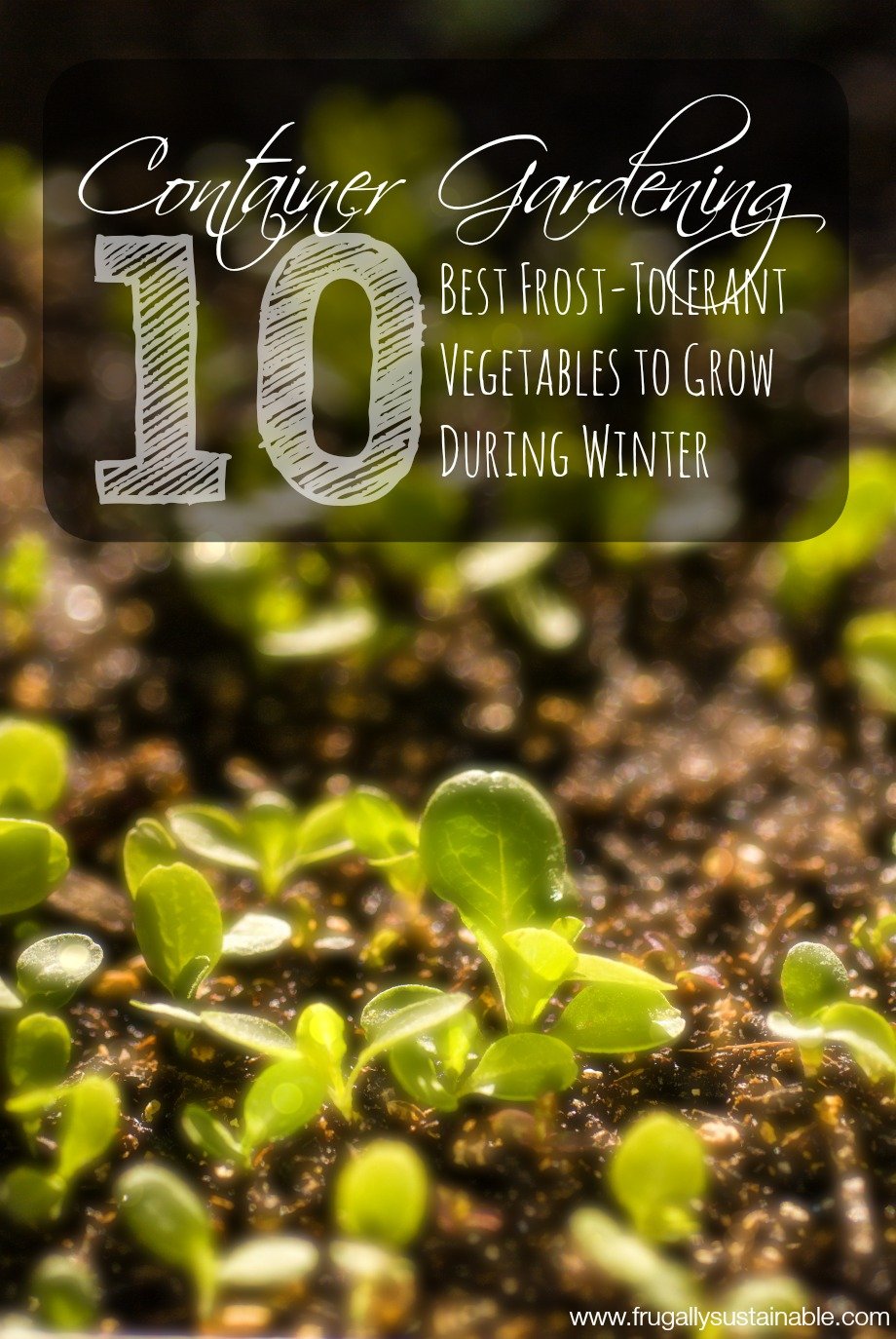 The 10 BEST vegetables to grow in pots during winter