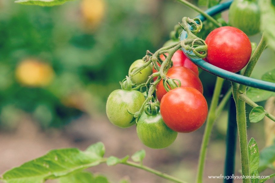 Red and green cherry tomatoes in the garden with metal support