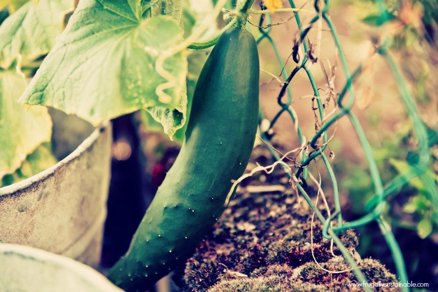 Easy to grow vegetables in small spaces