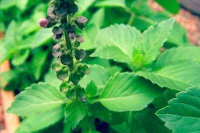 Holy Basil (Tulsi) for Stress Relief :: And Tips for Daily Use