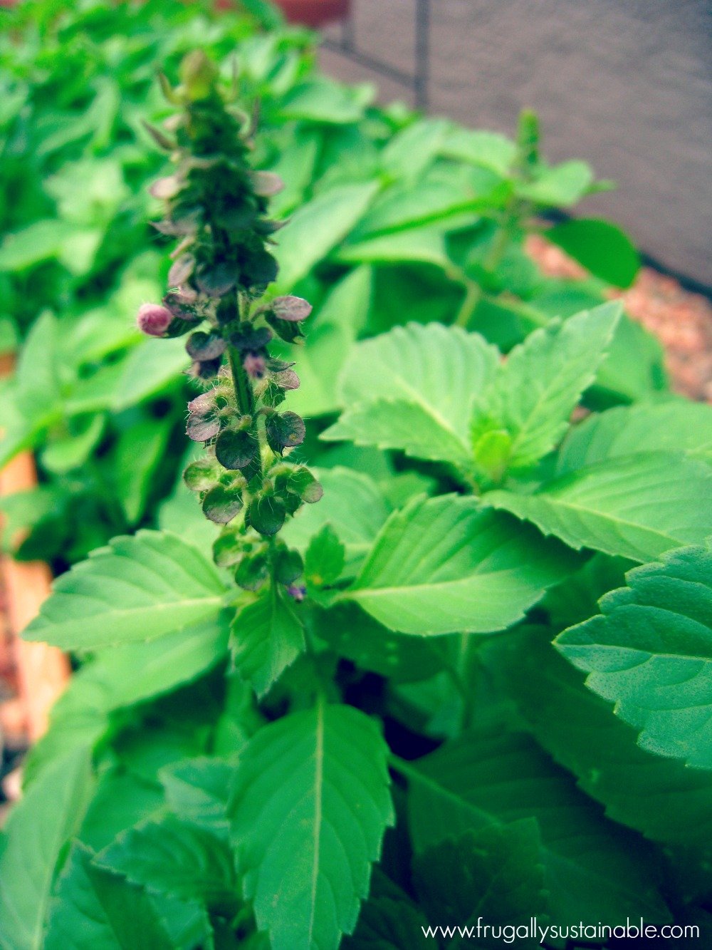 Holy Basil (Tulsi) for Stress Relief :: And Tips for Daily Use