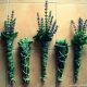 How to Make Your Own Smudge Sticks :: And a List of Plants Commonly Used in Smudge Sticks 4