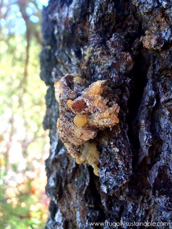 pinon pitch on tree...learn how to make your own pinon salve