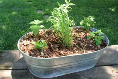 Day 13: Growing Your Own Herbs 1