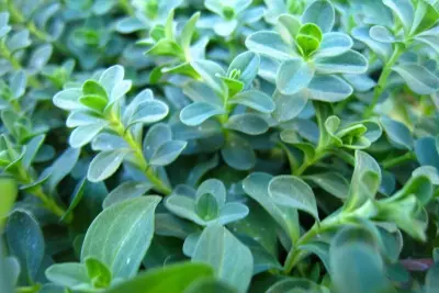 How to Get Started with Herbalism on a Budget 1