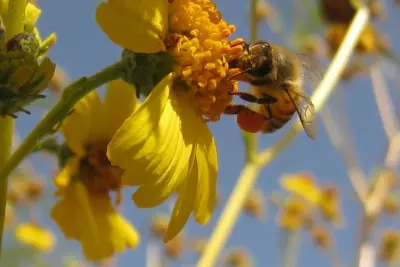 Natural Remedies for Seasonal Allergies 2