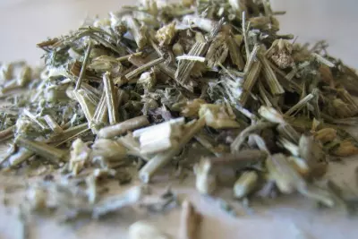 A List of 5 Essential Medicinal Herbs for Spring