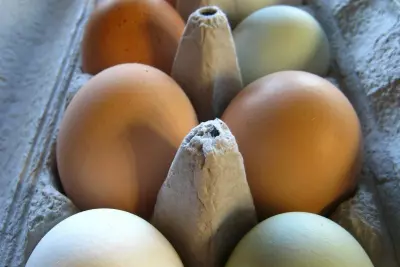 Tips for Keeping Backyard Hens