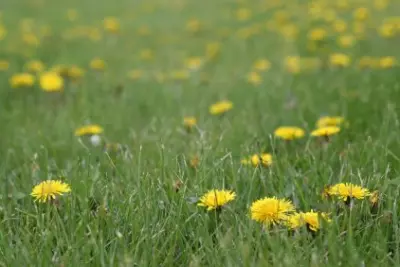 Spring Foraging: A Recipe for Dandelion Greens and Roots 2