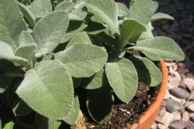 Grow Your Own Kitchen Herbs and Save