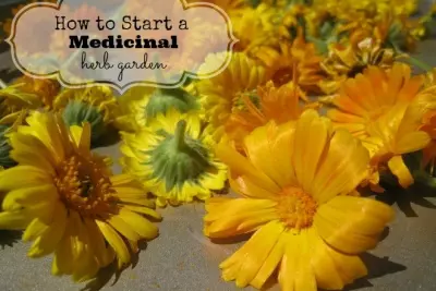 How to Start a Medicinal Herb Garden