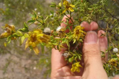 Creating a Kitchen Pharmacy: How to Wildcraft Herbs