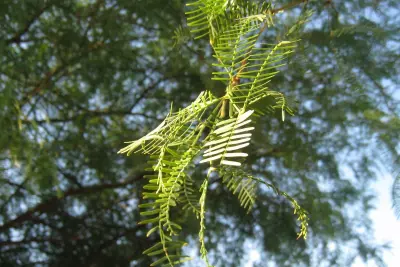 Foraging: How to Make Your Own Gluten-Free Mesquite Pod Flour