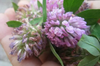 How to Use Red Clover Blossoms