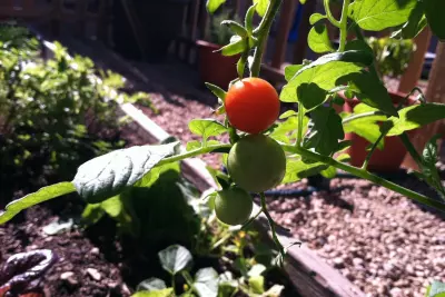 Grow One: A Winter Garden 4