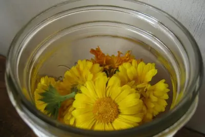 How to Make Calendula Extract at Home