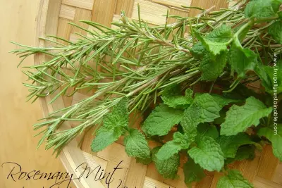 Rosemary Mint Herbal Shampoo & Body Bar