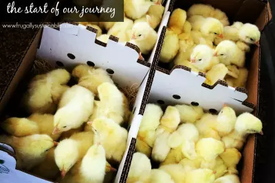 Raising Chickens for Meat :: Choosing a breed, Gathering Supplies, and Preparing for Health Maintenance