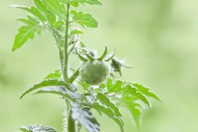 10 Easy To Grow Fruit & Vegetable Plants for Small Gardens