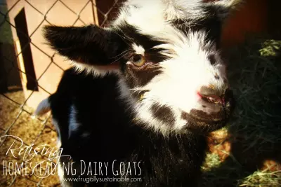 Raising Homesteading Dairy Goats