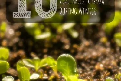 Container Gardening :: The 10 Best Frost-Tolerant Vegetables to Grow During Winter