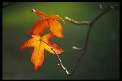 The Autumnal Equinox - Learning at Home 1