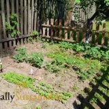 How to Start Homesteading (Inexpensively)