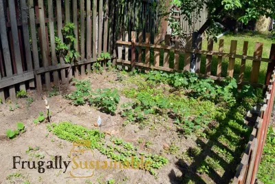 How to Start Homesteading (Inexpensively)