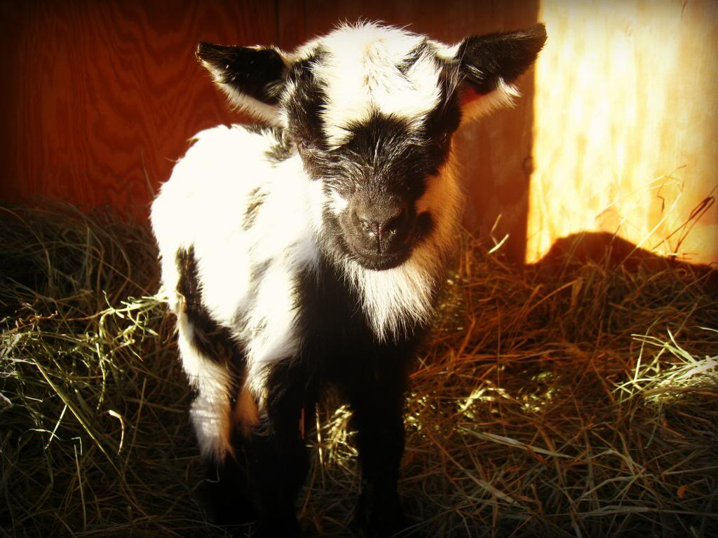 Raising Homesteading Dairy Goats 1