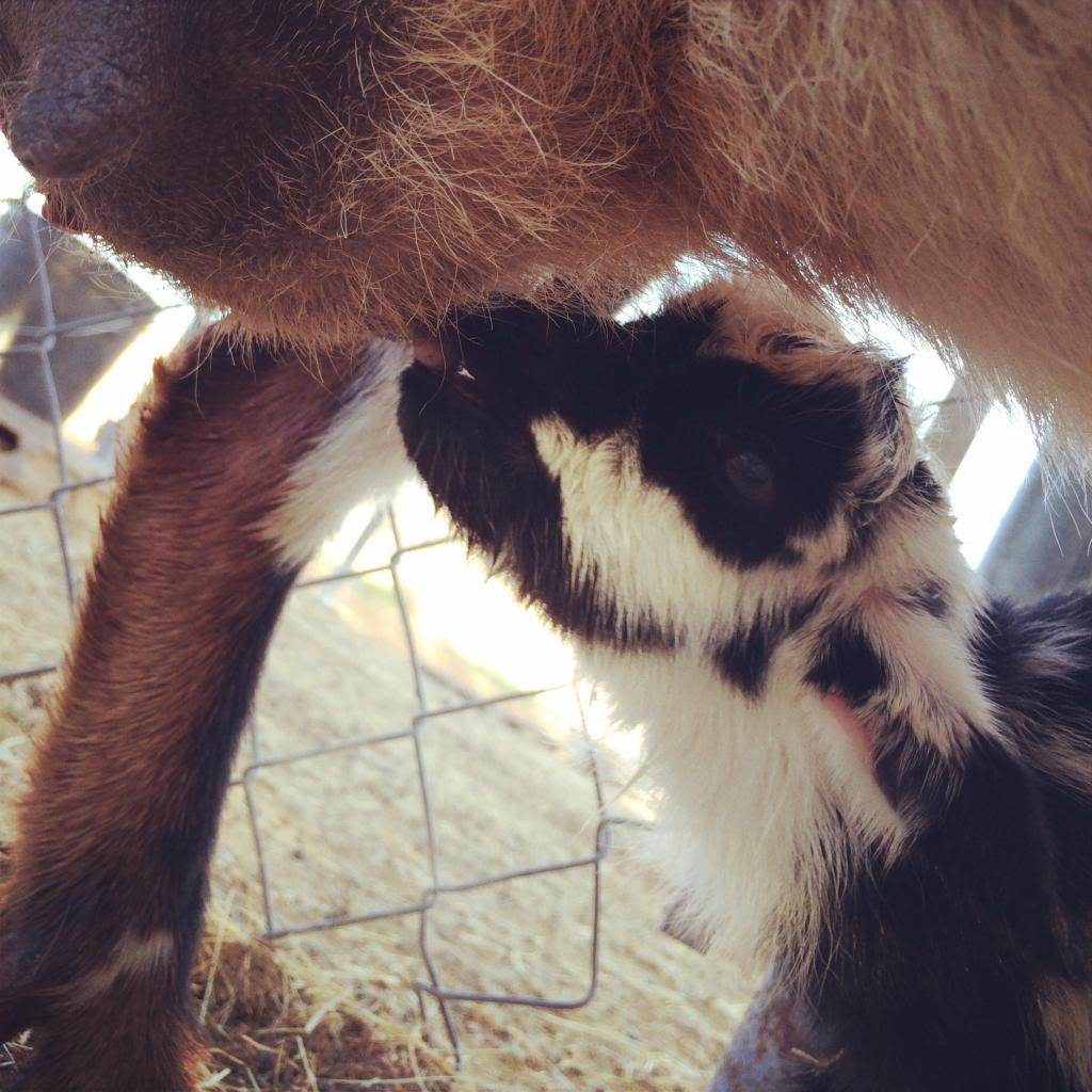 Raising Homesteading Dairy Goats 2